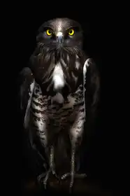 Buye, Pascual Santiago: Horus