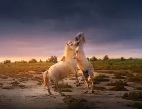 Joanaduenas: Francie Camargue koně A731236