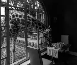 Fischer, Jie: Giraffe Manor v Keni