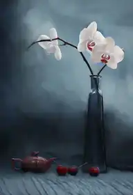 Jacobs, Lydia: Orchidej a třešeň