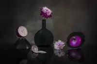 Jacobs, Lydia: Fialová cibule