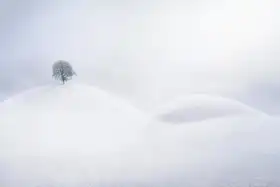 Tanev, Todor: Bez názvu