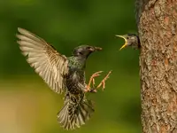 Simon, Petr: Špaček obecný,Sturnus vulgaris