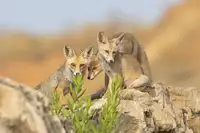 Waldmann, Shlomo: Foxová rodina