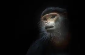 KaMerA: půvabný