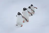 Liu, Richard: Průvod