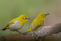 Wedpathak, Rahul: Orientální bílé oko