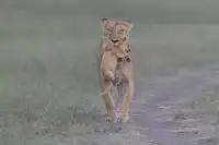 Wang, Yun: Nošení a stěhování