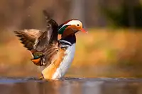 Adamec, Robert: Mandarinská kachna