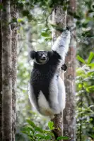 Ruoppolo, Luigi: lemur Indri