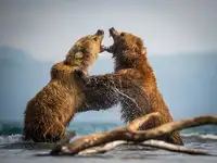 Simon, Petr: Medvěd kamčatský,Ursus arctos