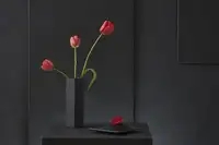 Verot, Christophe: Tulipa Gesneriana N°2