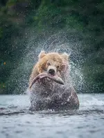 Simon, Petr: Medvěd kamčatský,Ursus arctos