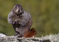 Verdon: Woodchuck,Marmota monax