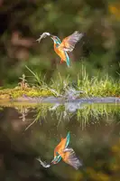 Simon, Petr: Potápěčský ledňáček říční,alcedo atthis