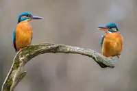 Simon, Petr: Ledňáček říční,alcedo atthis