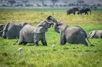 Sink, C. Jeffrey: Gordický uzel