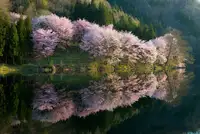 Ito, Tatsuki: Sakura