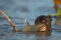 Pozzi, Marco: Sumec k obědu