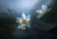 Shanyewuyu: Lotus