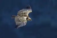 Redaelli, Marco: Vulture v blu
