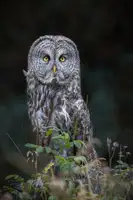 Liu, Richard: Podívat se na