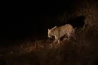 Liu, Richard: Noční směna