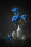 Jacobs, Lydia: Modrá hortenzie