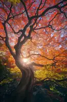 la, De Javier: Japonský strom