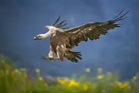 Ortega, Xavier: Vulture přistání