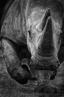 Khataw, Ali: Bílý nosorožec na útěku!