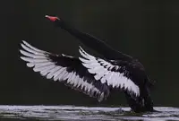 Tjandra, C.S.: Černá labuť