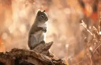 Zhang, L. Jenny: Ahoj,Veverko