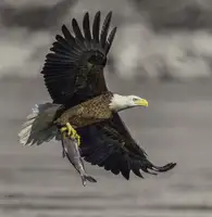 Binbin, L.: Orel bělohlavý