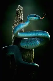 Yan, Hidayat: Zmije Blue Pit Viper je velmi krásná,