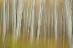 Lester, D Linda: Aspen Blur