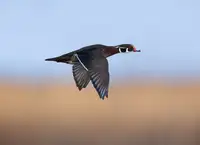 Xu, Tony: Mandarinská kachna