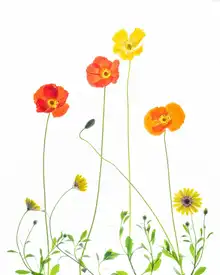 Ren, Chuanxu: Květiny