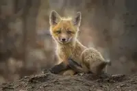 Deng, Larry: Štěně