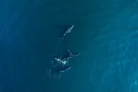 Farsi, AL Haitham: Keporkak arabský