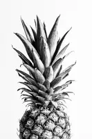 Studio, Pictufy: Ananas Black & White 01