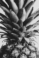 Studio, Pictufy: Ananas zblízka 02