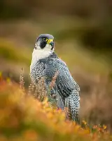 FeargalQ: Peregrine v Heather