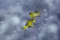 Redaelli, Marco: David vs Goliáš