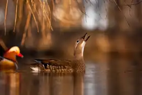Adamec, Robert: Mandarinská kachna