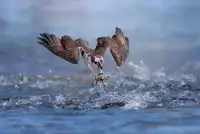 Huang, Tao: Zaměřování jedna