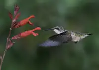 Binbin, L.: Létající kolibřík