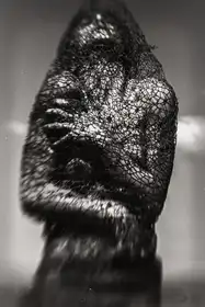 Bouşcă, Bogdan: kokon