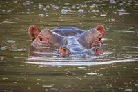 Sink, C. Jeffrey: Říční kůň