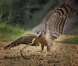 Hartojo, Muliani Angela: Z očí do očí